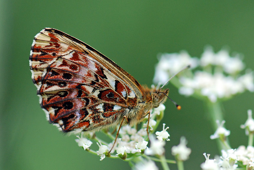 Una tempesta di colori - Boloria (Clossiana) titania